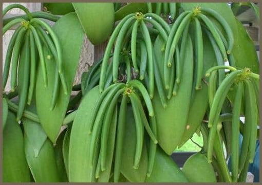 Natural Vanilla - Green Vanilla Beans Planifolia