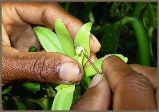 Natural Vanilla - Vanilla Flower Pollination