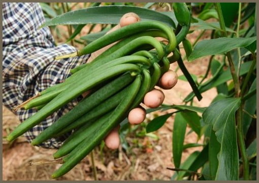 Natural Vanilla - Vanilla Harvesting