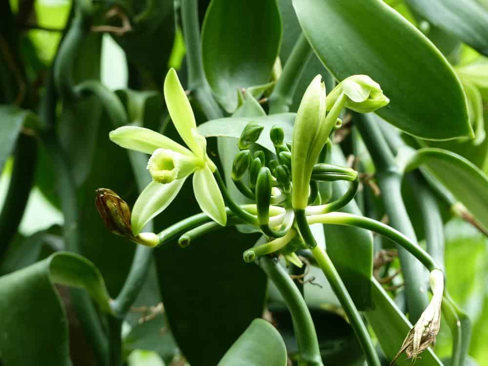 Vanilla Flower Pollination - Hand-pollinating each flower is a crucial step in the labor-intensive process of cultivating vanilla pods.